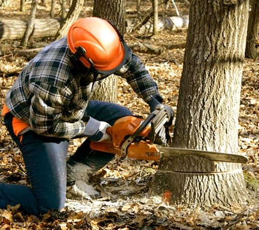 Tree Removal in Okemos, MI